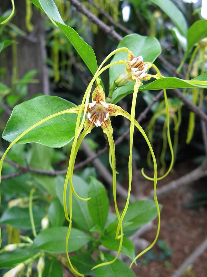 Ảnh minh hoạ Cây Sừng Dê (Strophanthus divaricatus) 2