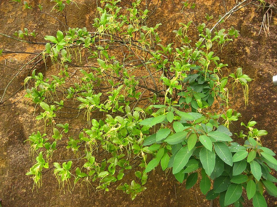 Ảnh minh hoạ Cây Sừng Dê (Strophanthus divaricatus) 3