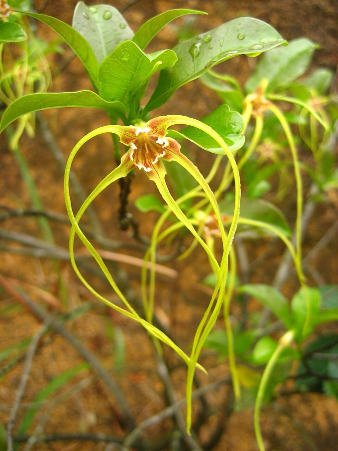 Ảnh minh hoạ Cây Sừng Dê (Strophanthus divaricatus) 4