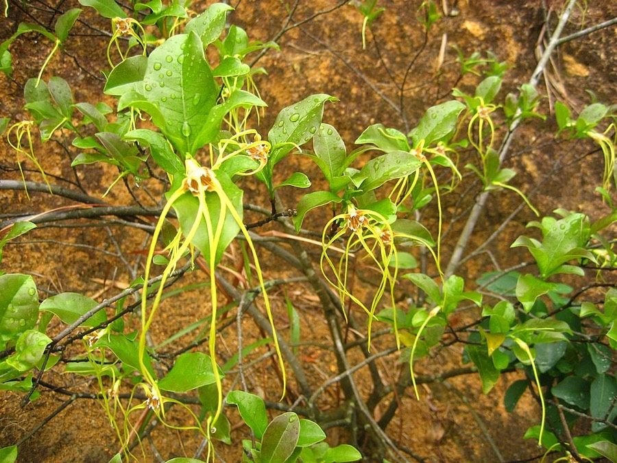 Ảnh minh hoạ Cây Sừng Dê (Strophanthus divaricatus) 5