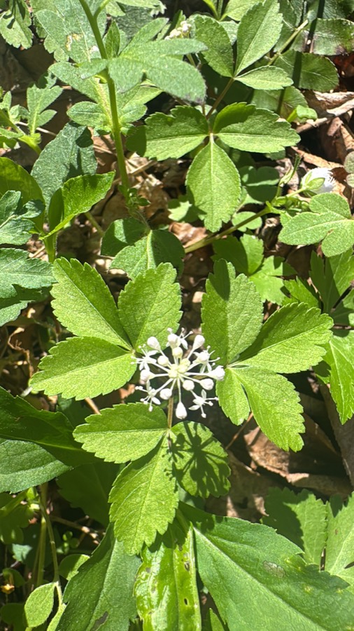 Ảnh minh hoạ Cây Tam Thất (Panax pseudo-ginseng) 4