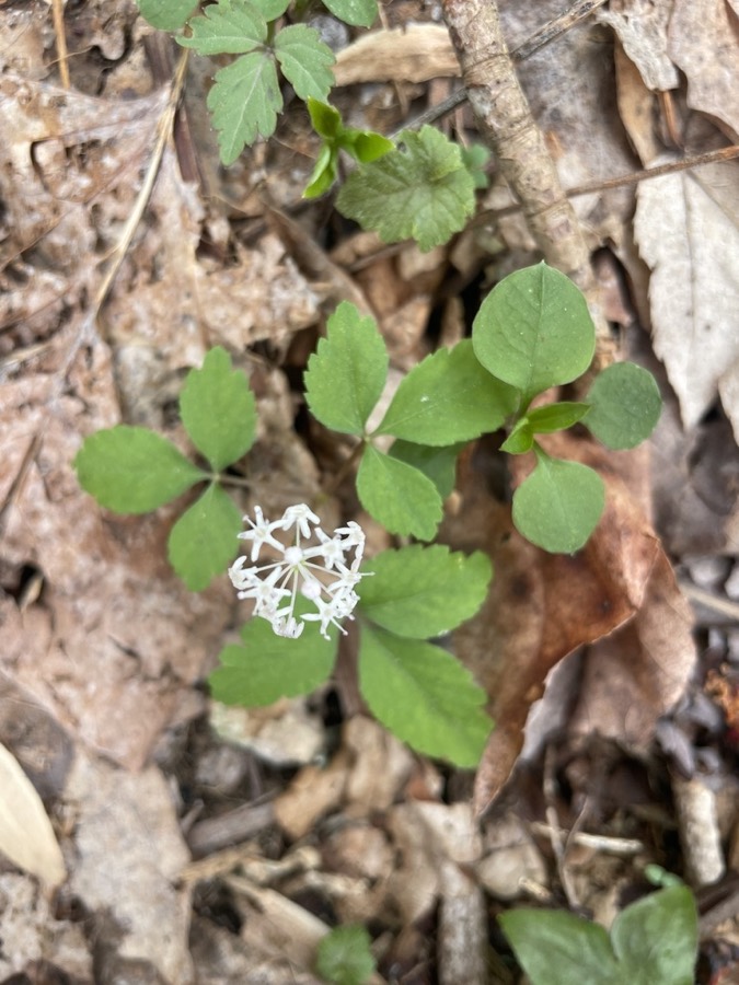 Ảnh minh hoạ Cây Tam Thất (Panax pseudo-ginseng) 5