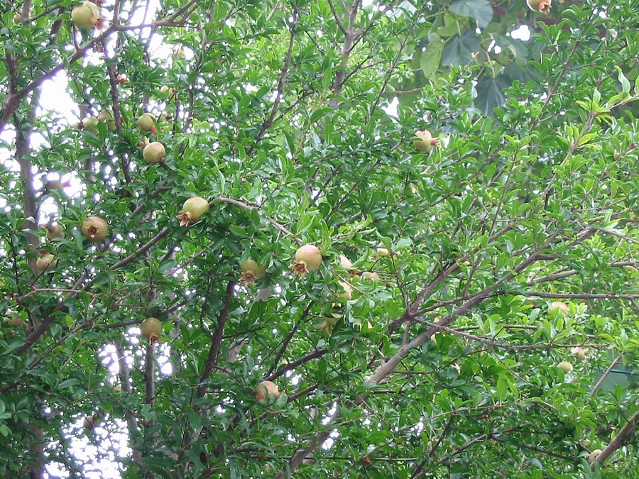 Ảnh minh hoạ Cây Thạch Lựu (Punica granatum) 1