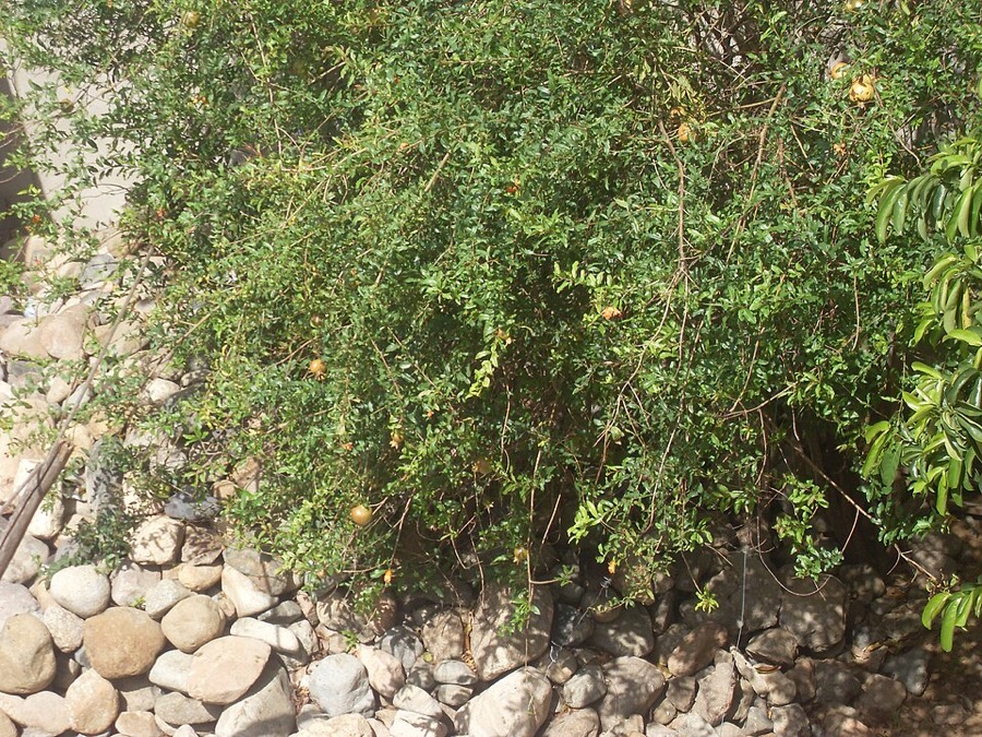 Ảnh minh hoạ Cây Thạch Lựu (Punica granatum) 2