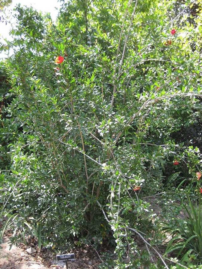 Ảnh minh hoạ Cây Thạch Lựu (Punica granatum) 3