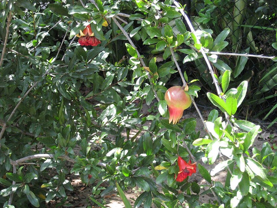 Ảnh minh hoạ Cây Thạch Lựu (Punica granatum) 4
