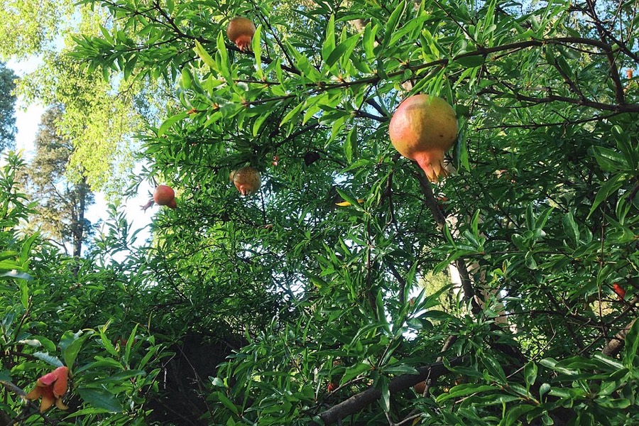 Ảnh minh hoạ Cây Thạch Lựu (Punica granatum) 5