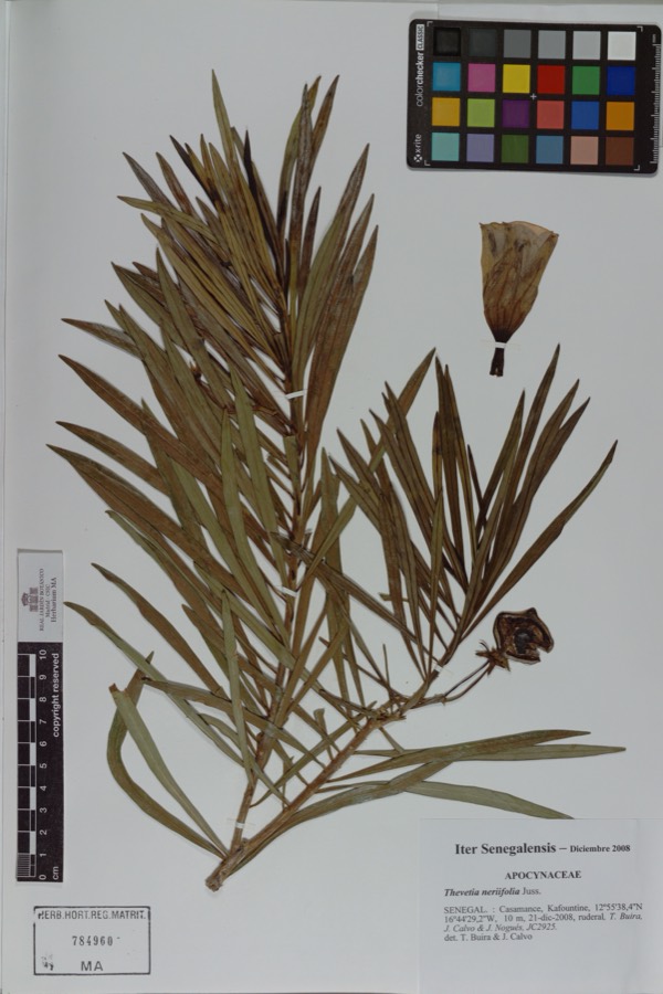 Ảnh minh hoạ Cây Thông Thiên (Thevetia neriifolia) 1