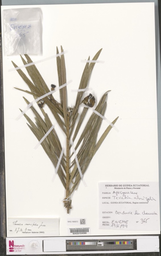 Ảnh minh hoạ Cây Thông Thiên (Thevetia neriifolia) 2
