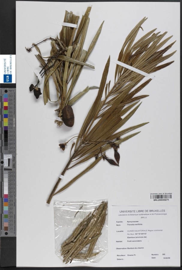 Ảnh minh hoạ Cây Thông Thiên (Thevetia neriifolia) 3