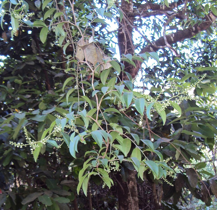 Ảnh minh hoạ Cây Thùn Mũn (Embelia ribes) 4