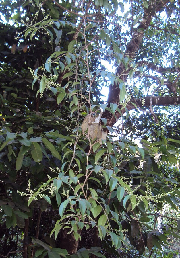Ảnh minh hoạ Cây Thùn Mũn (Embelia ribes) 5