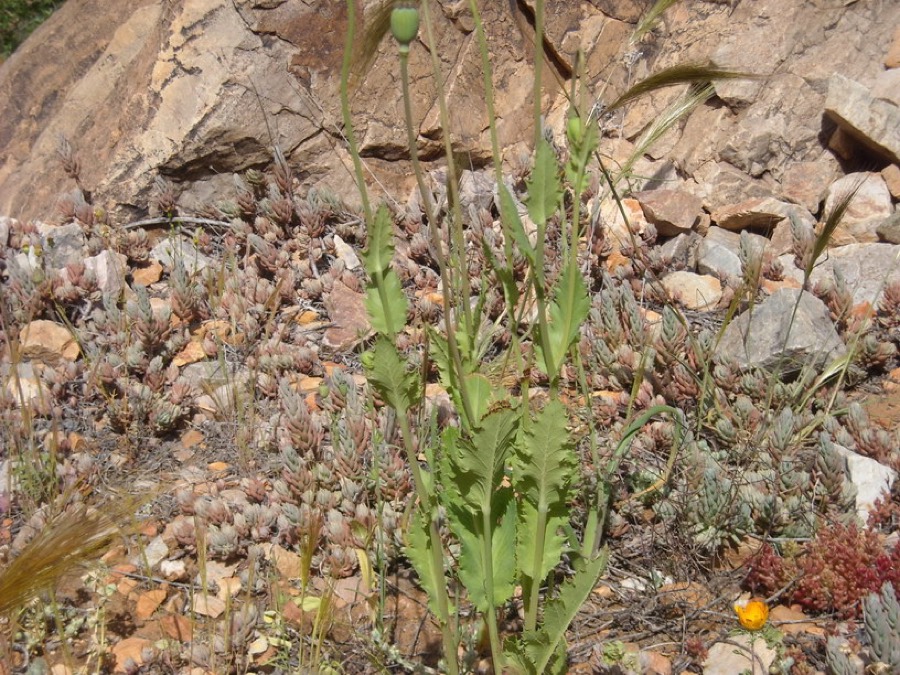 Ảnh minh hoạ Cây Thuốc Phiện (Papaver somniferum) 1