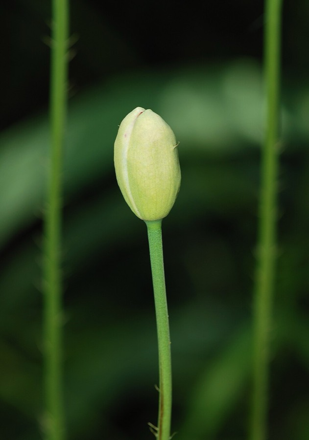 Ảnh minh hoạ Cây Thuốc Phiện (Papaver somniferum) 2