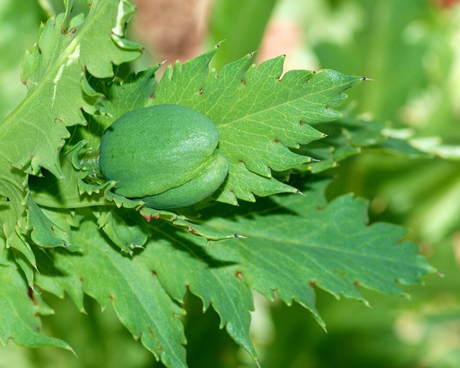 Ảnh minh hoạ Cây Thuốc Phiện (Papaver somniferum) 3