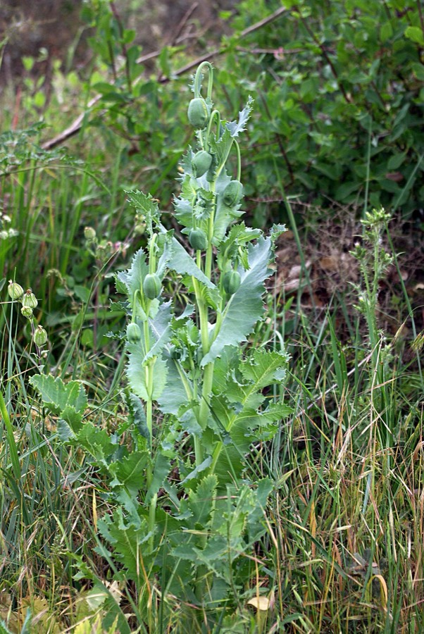 Ảnh minh hoạ Cây Thuốc Phiện (Papaver somniferum) 4