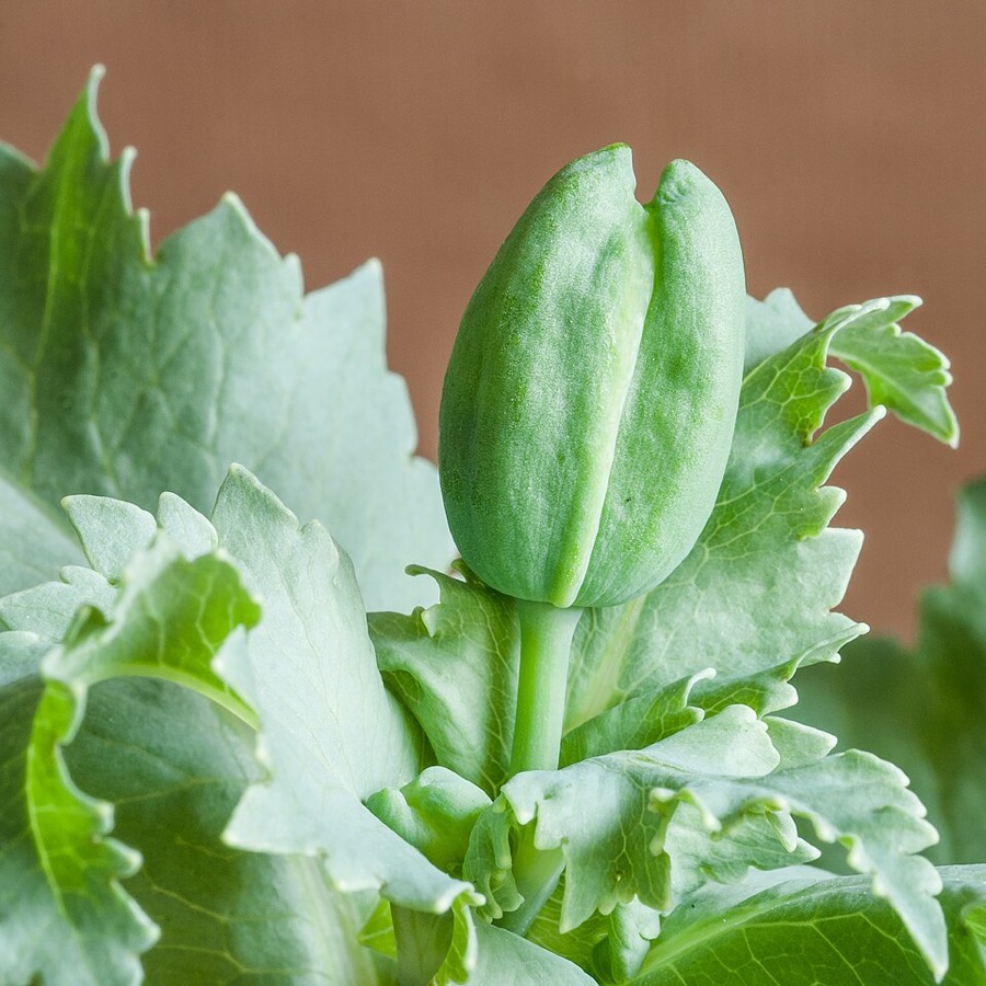 Ảnh minh hoạ Cây Thuốc Phiện (Papaver somniferum) 5