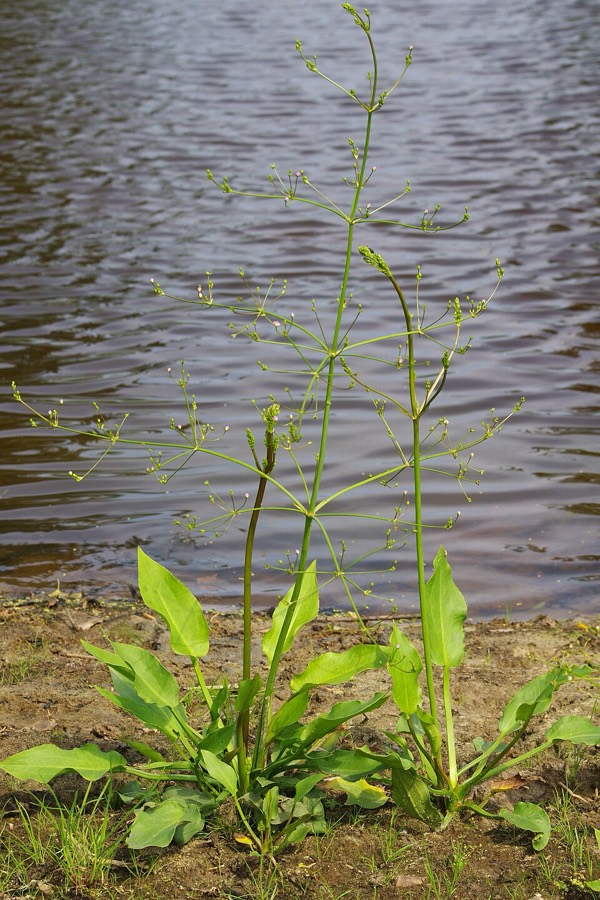 Ảnh minh hoạ Cây Trạch Tả (Alisma plantago-aquatica) 1