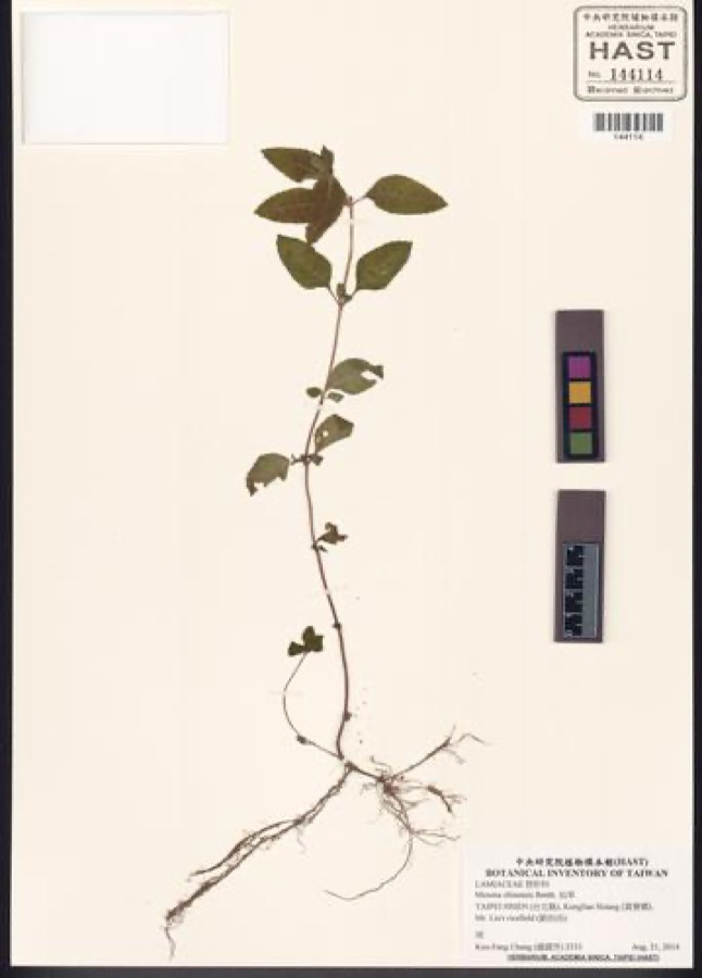 Ảnh minh hoạ Cây Xương Sáo (Mesona chinensis) 3