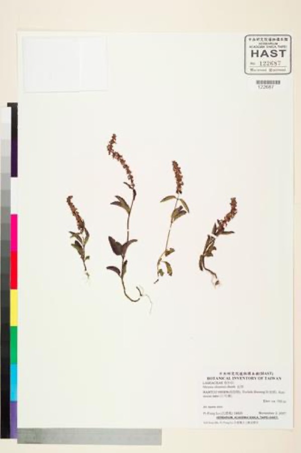 Ảnh minh hoạ Cây Xương Sáo (Mesona chinensis) 4