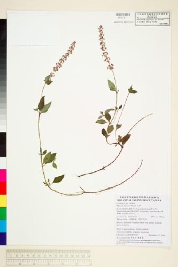 Ảnh minh hoạ Cây Xương Sáo (Mesona chinensis) 5