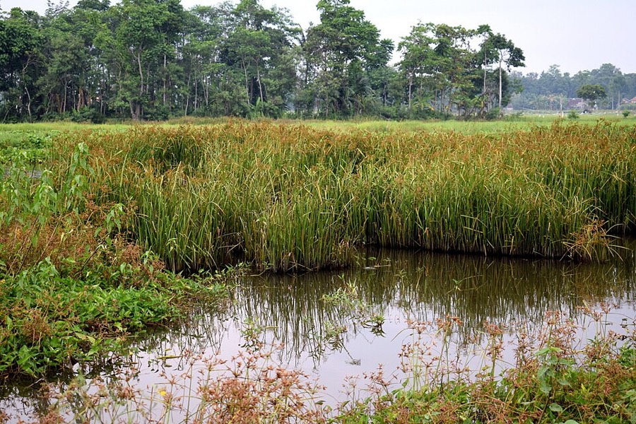 Ảnh minh hoạ Cói (Cyperus malaccensis) 4