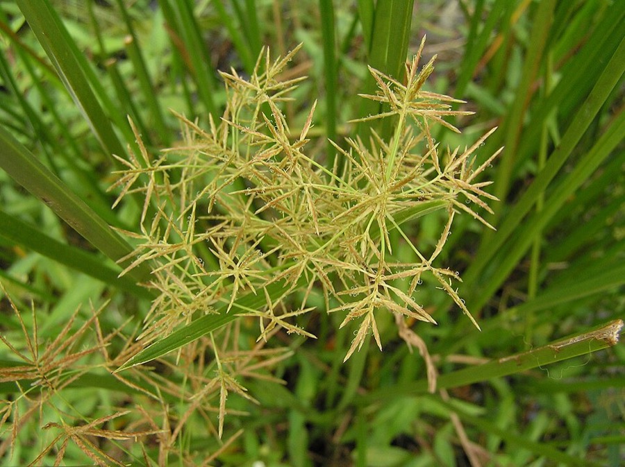 Ảnh minh hoạ Cói (Cyperus malaccensis) 5