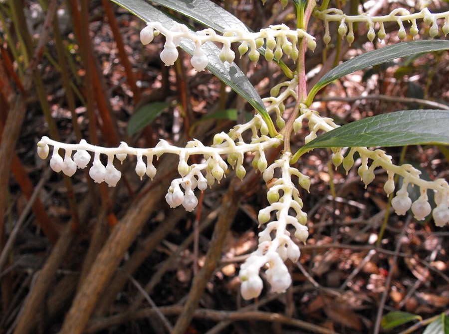 Ảnh minh hoạ Châu Thụ (Gaultheria fragrantissima) 1