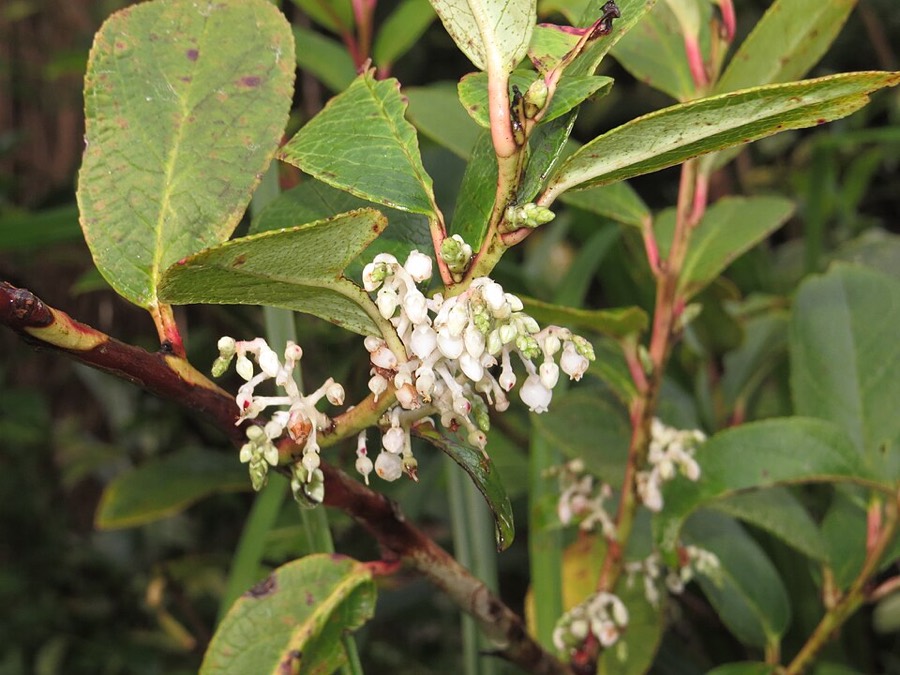 Ảnh minh hoạ Châu Thụ (Gaultheria fragrantissima) 2