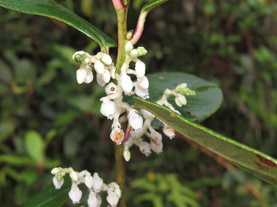 Ảnh minh hoạ Châu Thụ (Gaultheria fragrantissima) 3