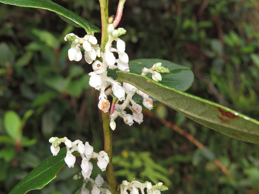 Ảnh minh hoạ Châu Thụ (Gaultheria fragrantissima) 4