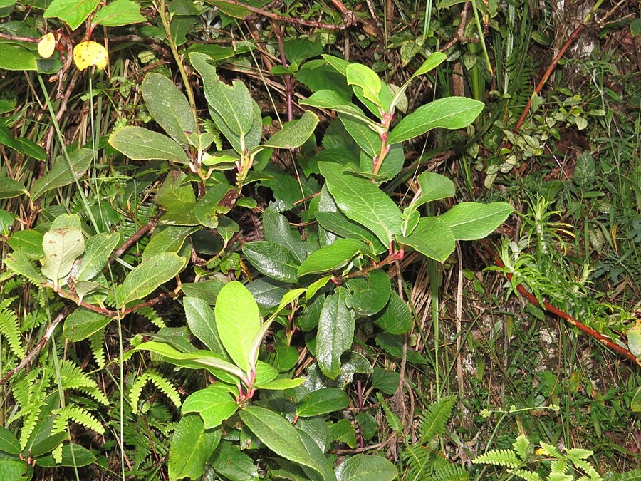 Ảnh minh hoạ Châu Thụ (Gaultheria fragrantissima) 5