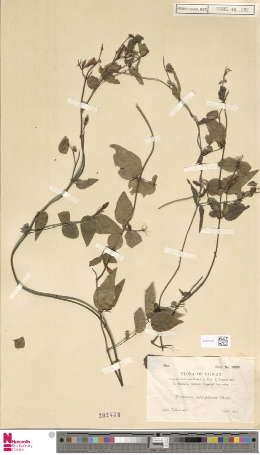 Ảnh minh hoạ Chè Vằng (Jasminum subtriplinerve) 4