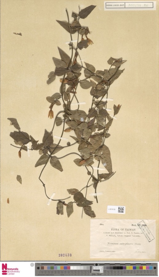 Ảnh minh hoạ Chè Vằng (Jasminum subtriplinerve) 5