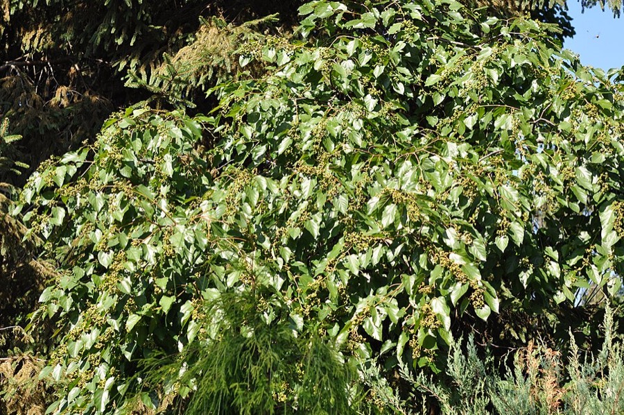 Ảnh minh hoạ Chỉ Cụ (Hovenia dulcis) 5