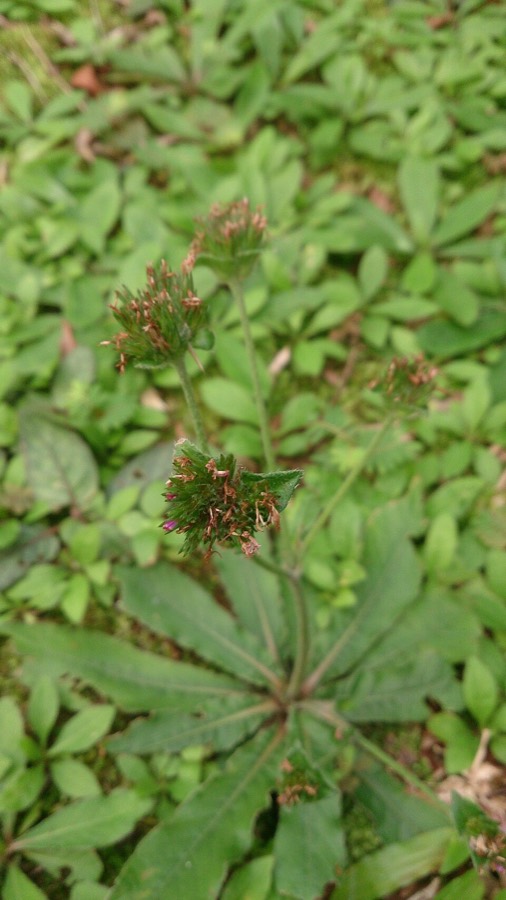 Ảnh minh hoạ Chỉ Thiên (Elephantopus scaber) 4