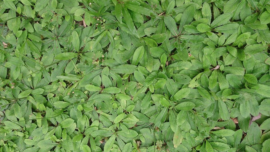 Ảnh minh hoạ Chỉ Thiên (Elephantopus scaber) 5