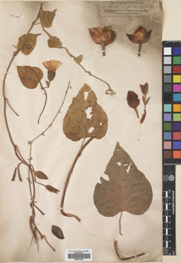 Ảnh minh hoạ Chìa Vôi (Ipomoea turpethum) 2
