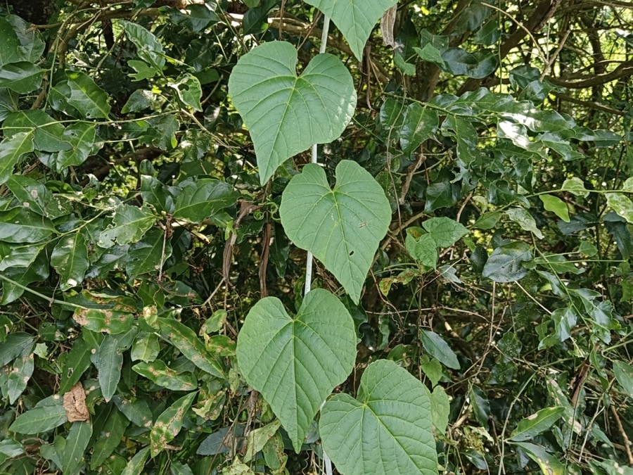 Ảnh minh hoạ Chìa Vôi (Cissus modeccoides) 4