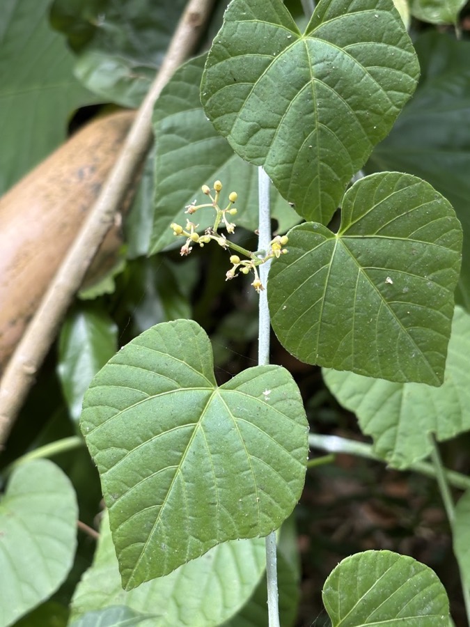 Ảnh minh hoạ Chìa Vôi (Cissus modeccoides) 5