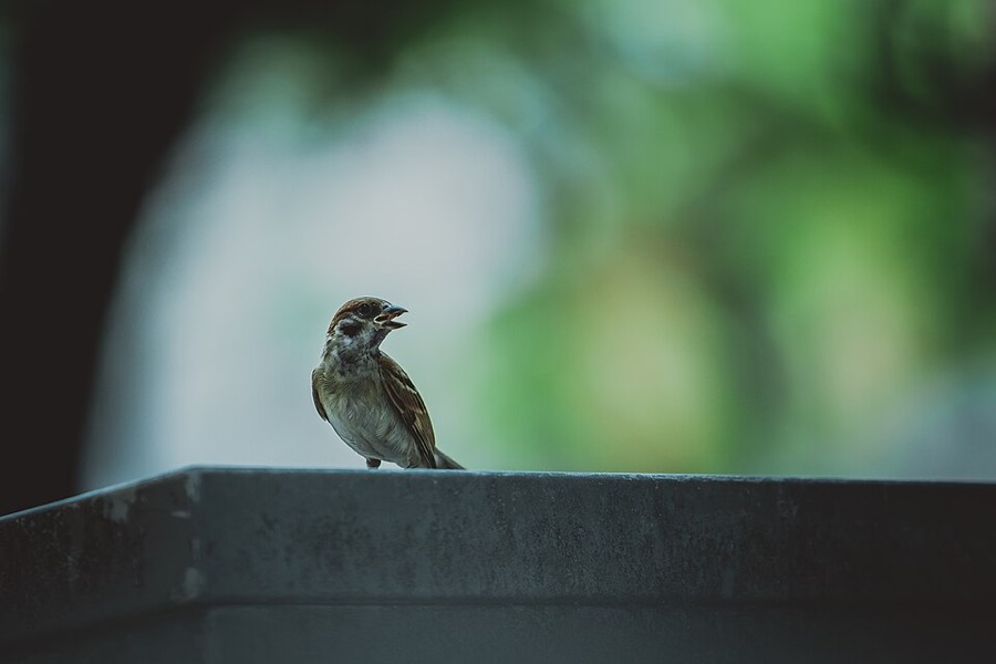 Ảnh minh hoạ Chim Sẻ (Passer montanus) 4