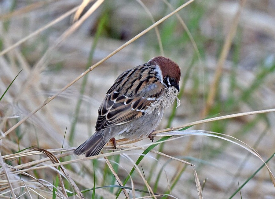 Ảnh minh hoạ Chim Sẻ (Passer montanus) 5
