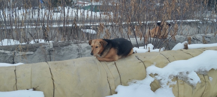 Ảnh minh hoạ Chó (Canis familiaris) 2