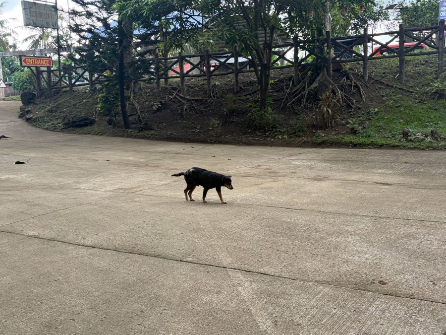 Ảnh minh hoạ Chó (Canis familiaris) 4