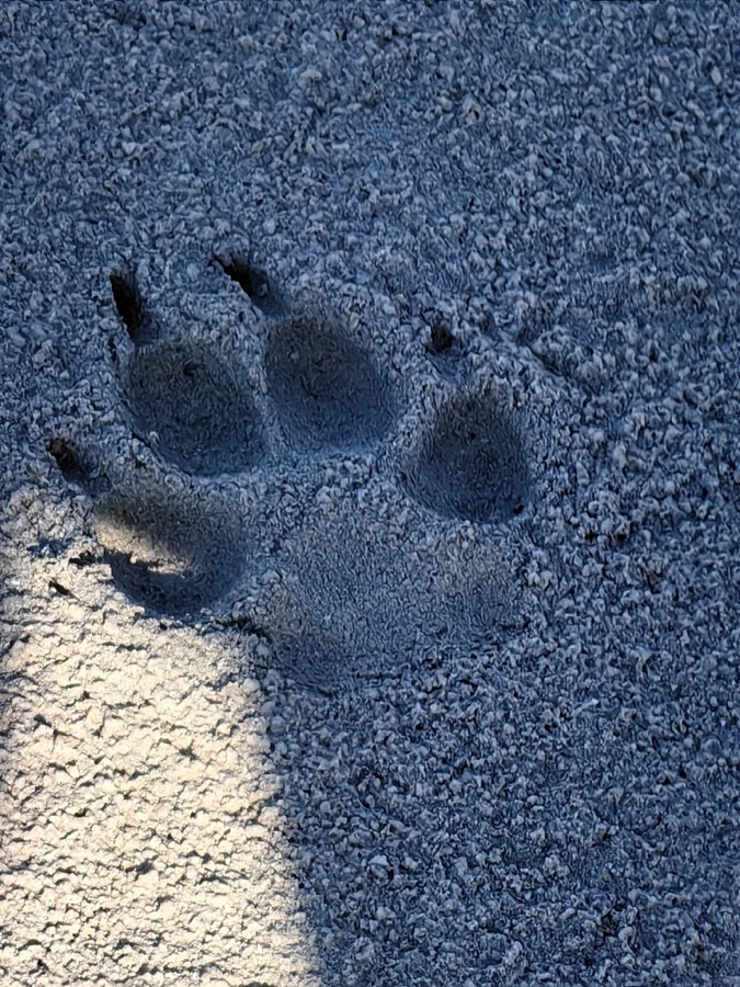 Ảnh minh hoạ Chó (Canis familiaris) 5
