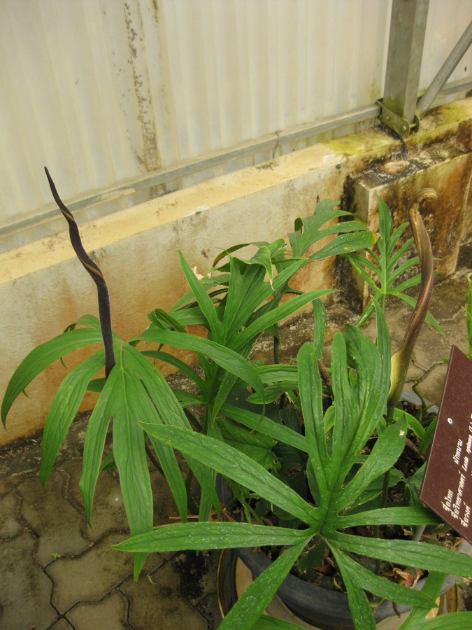 Ảnh minh hoạ Chóc Gai (Lasia spinosa) 4