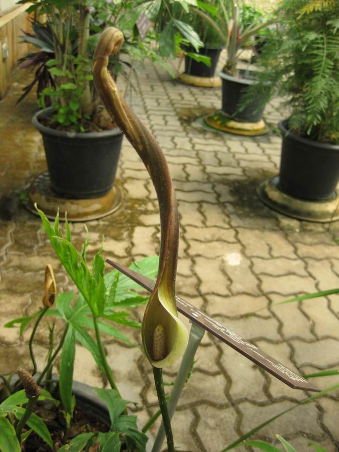 Ảnh minh hoạ Chóc Gai (Lasia spinosa) 5