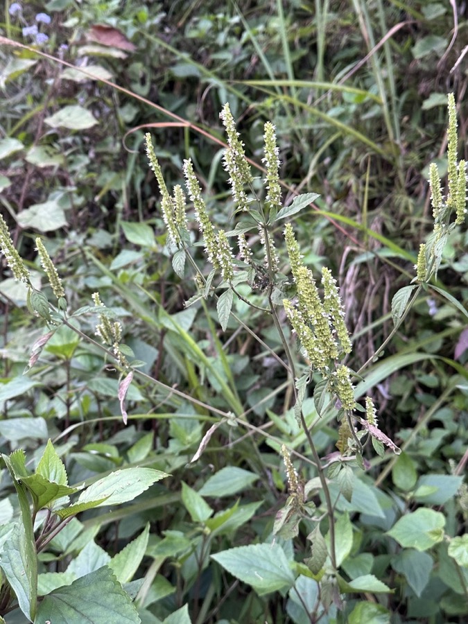 Ảnh minh hoạ Chùa Dù (Elsholtzia blanda) 2
