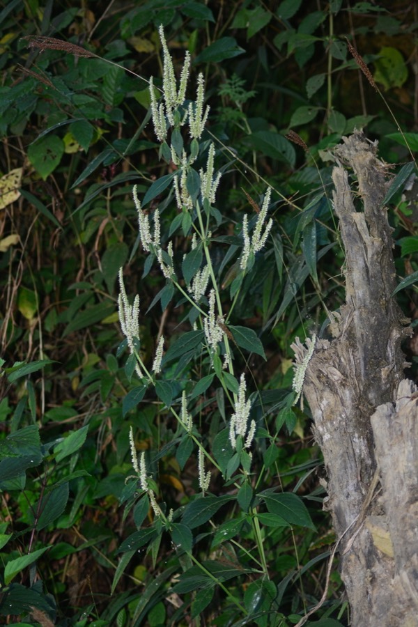 Ảnh minh hoạ Chùa Dù (Elsholtzia blanda) 3