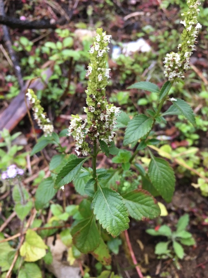 Ảnh minh hoạ Chùa Dù (Elsholtzia blanda) 4